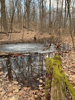 Vernal Pool Walk @ Barre Town Forest