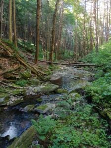 Lessons for Riparian Buffers: How Old Growth Forests Affect Streams webinar @ online