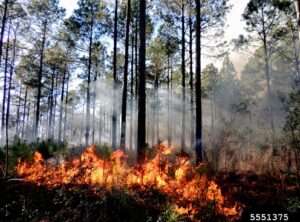 Learnings from the Field: Practical Tips for Prescribed Burns webinar @ online