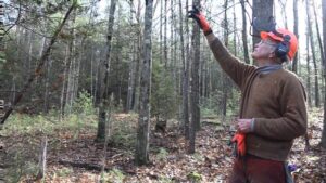 Views from a Woodlot film showing & forestry tour @ Leverett Public Library