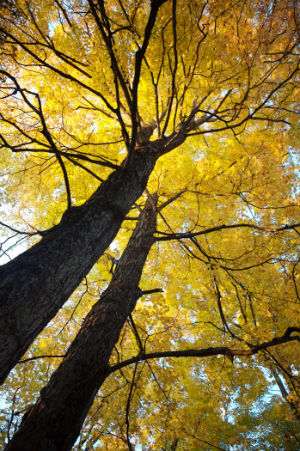 Managing Forests in a Changing World webinar @ online