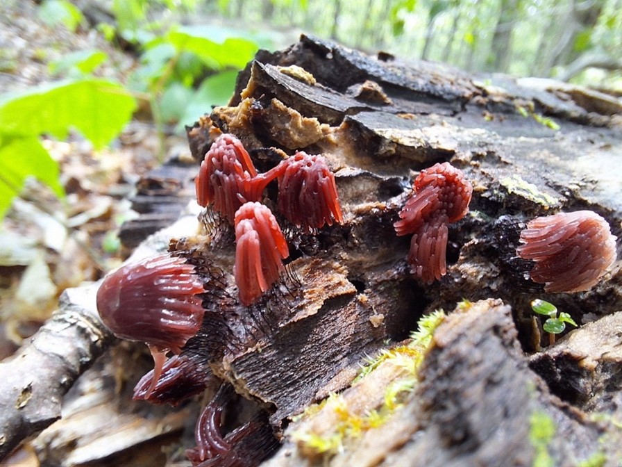 Fungi Identification Walk @ Betty Maitland Memorial Forest