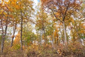 Overview of Oak Ecology and Economics.webinar @ online