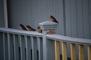Ecology & Conservation of Barn Swallows in New England webinar @ online
