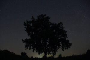 Light Pollution: Impacts to Wildlife & How You Can Help webinar @ online