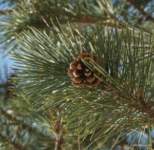Building Resilience in New Jersey’s Forests webinar @ online