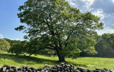 DCR Qualifies New Practices for Climate Stewardship Incentives