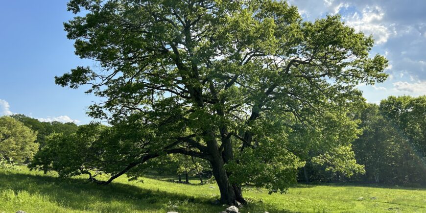 DCR Qualifies New Practices for Climate Stewardship Incentives