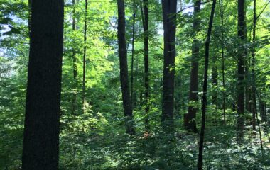 Foresters’ Council Meeting in Northampton February 26th!