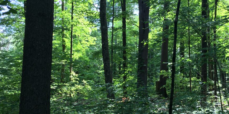 Foresters’ Council Meeting in Northampton February 26th!