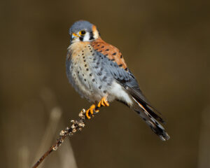 American Kestrel Project for the Monadnock Region program @ Northfield Mountain Environmental Center