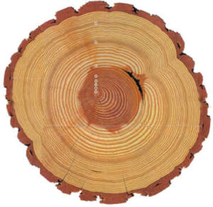 Using the Stories from Tree Rings to Better Understand Fire, Climate, and People Relationships @ online