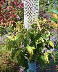 Chestnut Grafting Workshop @ CAES Griswold Research Center