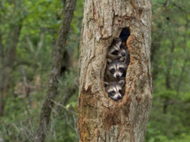 Simple Ways to Support & Enjoy Wildlife webinar @ online