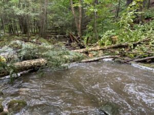 Forests for Fish - Stream Restoration in Action workshop @ Rice Brook